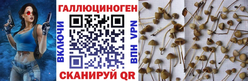 Псилоцибиновые грибы GOLDEN TEACHER Балтийск