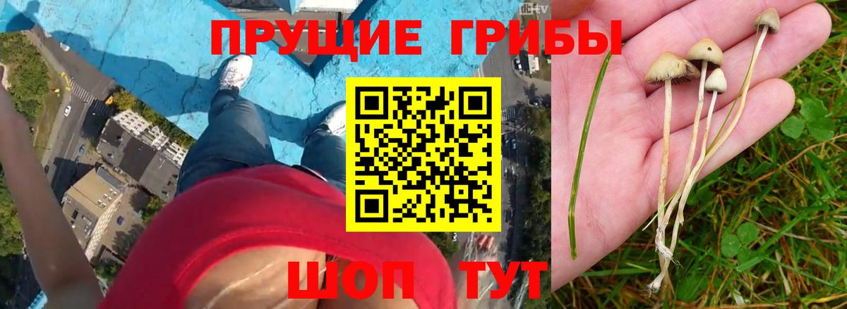 Балтийск  Псилоцибиновые грибы Psilocybe  Вход с VPN 