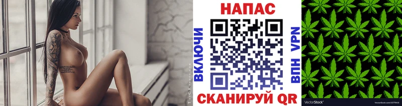 Конопля гибрид  Балтийск 